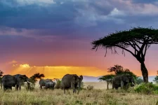 21-Daagse Droomreis Namibië & Botswana inclusief Safari’s bij 333travel